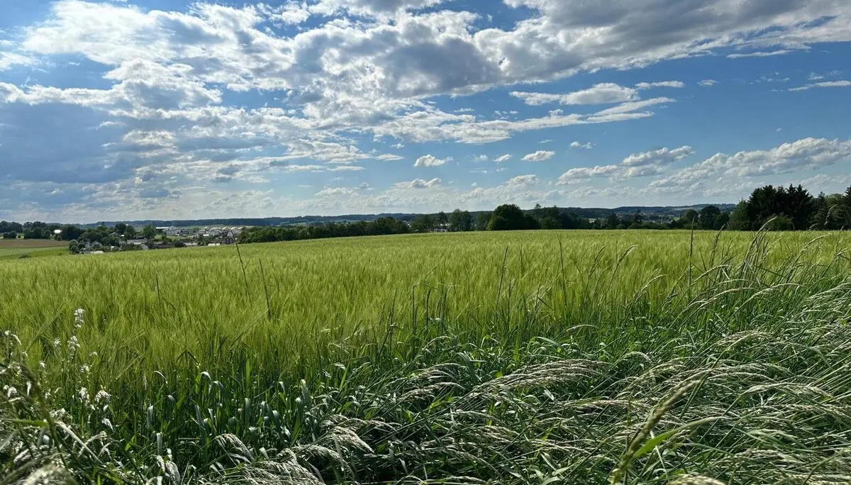 © Anneliese Starflinger, Günter Honsowitz