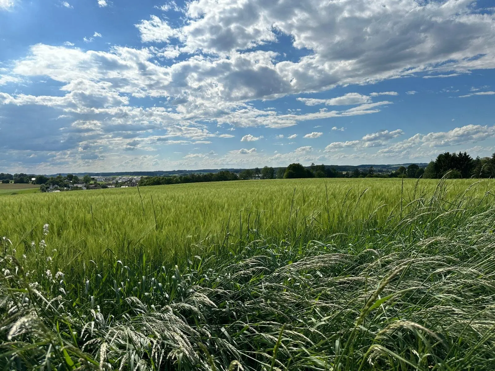 © Anneliese Starflinger, Günter Honsowitz