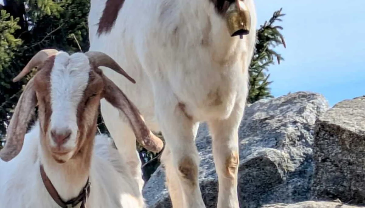 © Ludwig & Maria Doriat