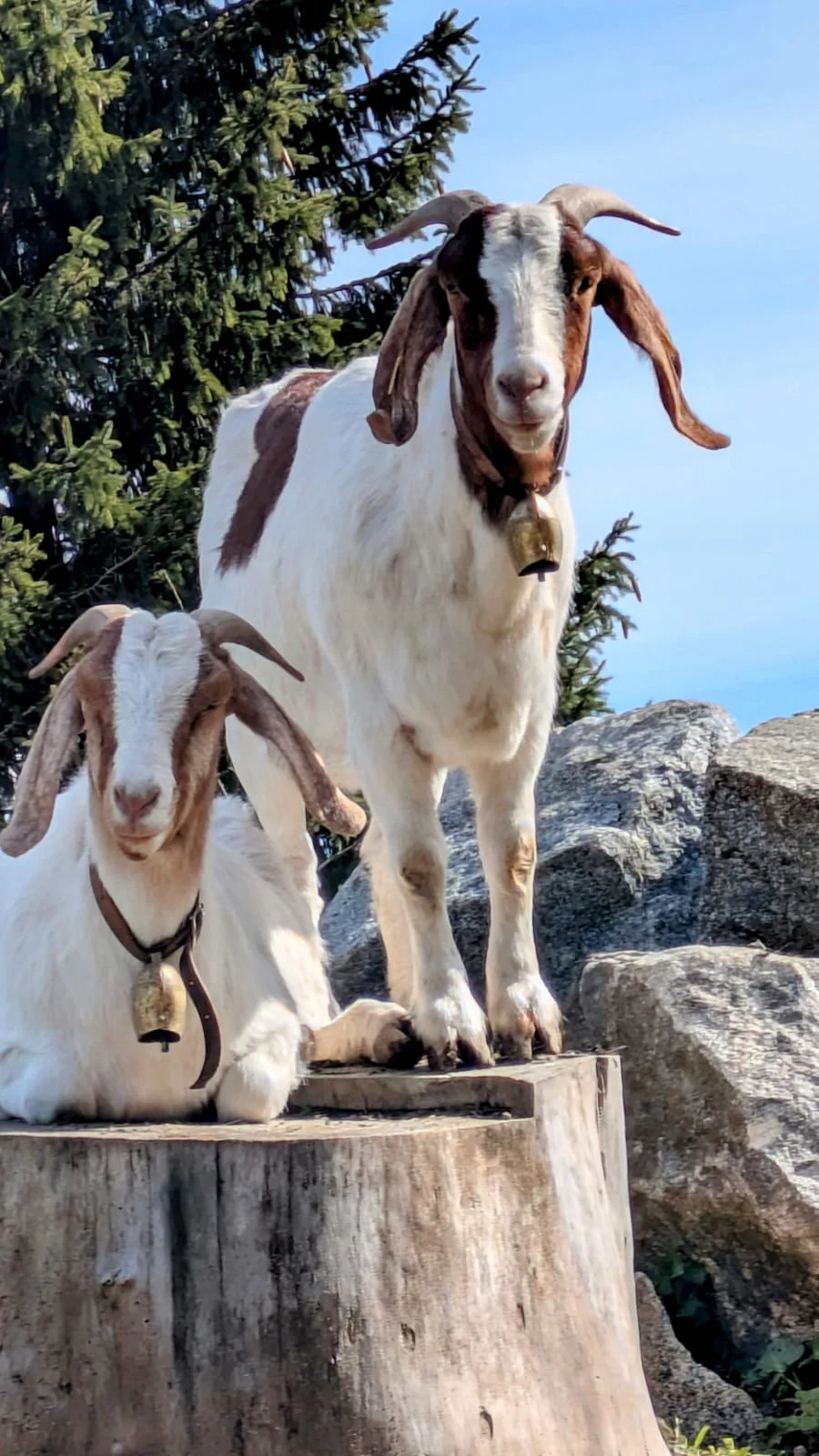 © Ludwig & Maria Doriat