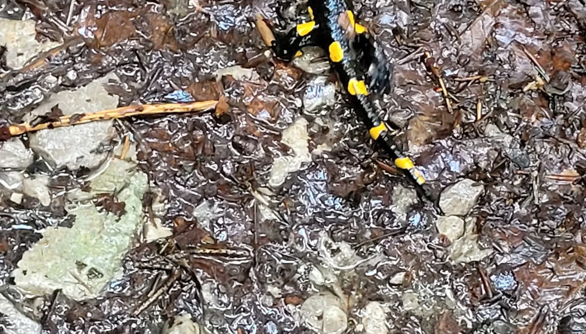 © Ludwig & Maria Doriat