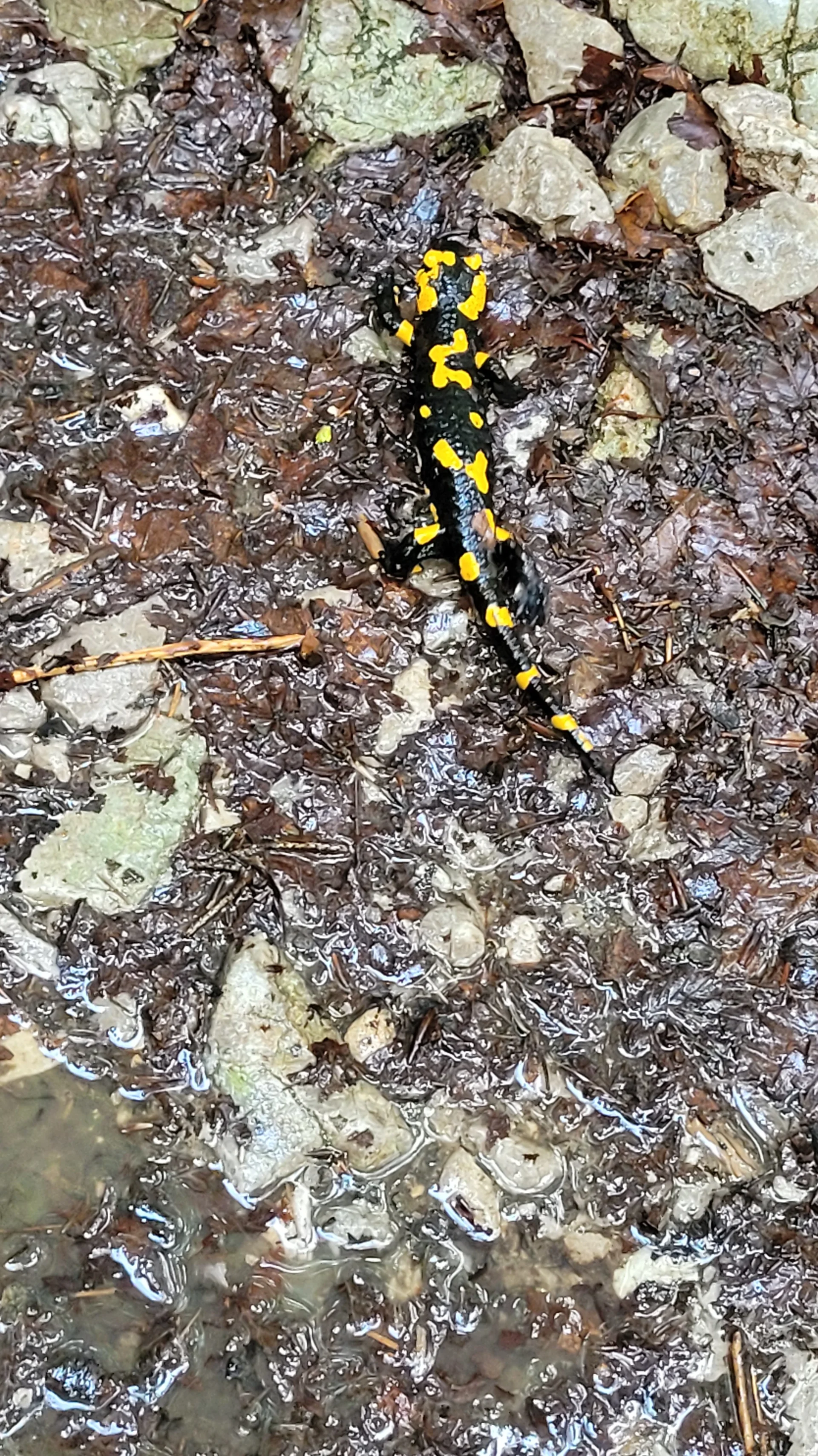 © Ludwig & Maria Doriat