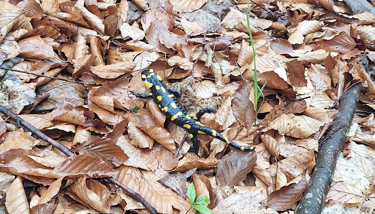 © Günter Honsowitz