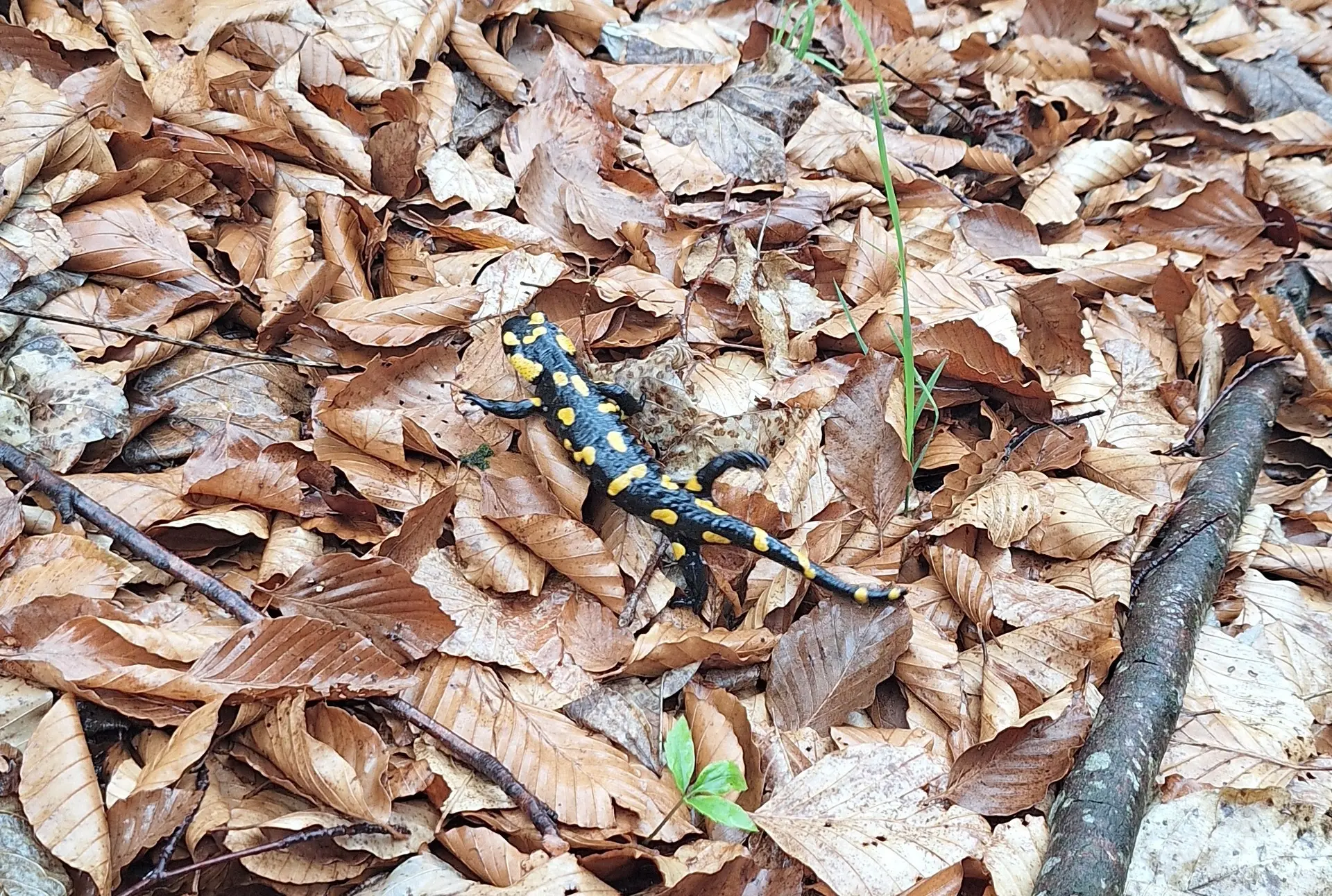 © Günter Honsowitz