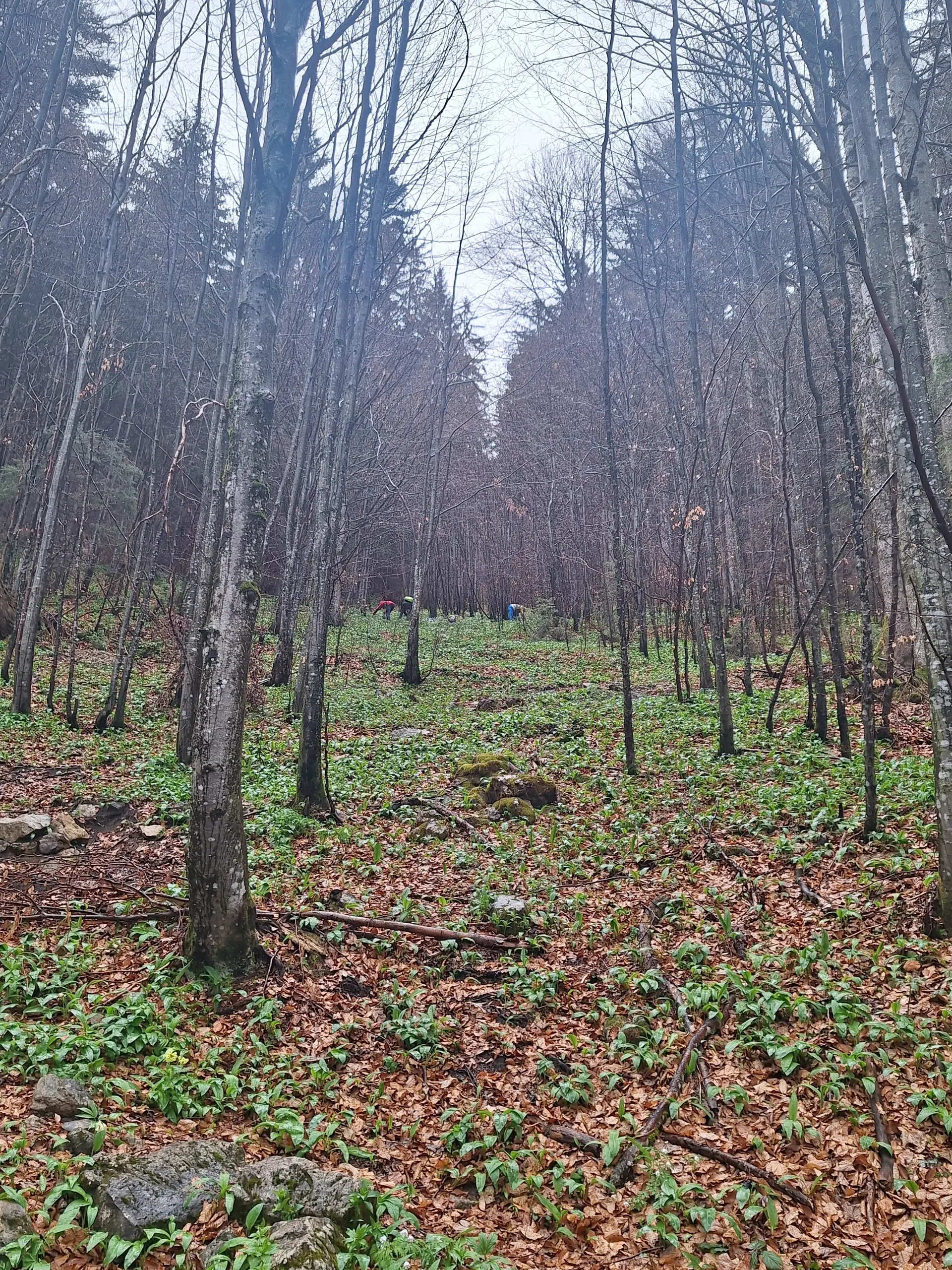 © Günter Honsowitz